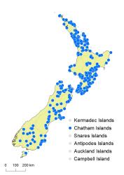 Polystichum neozelandicum distribution map based on databased records at AK, CHR & WELT.
 Image: K.Boardman © Landcare Research 2020 CC BY 4.0